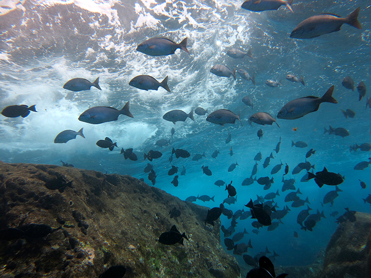 fishes