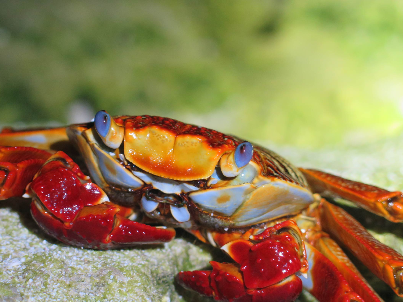 grapsus